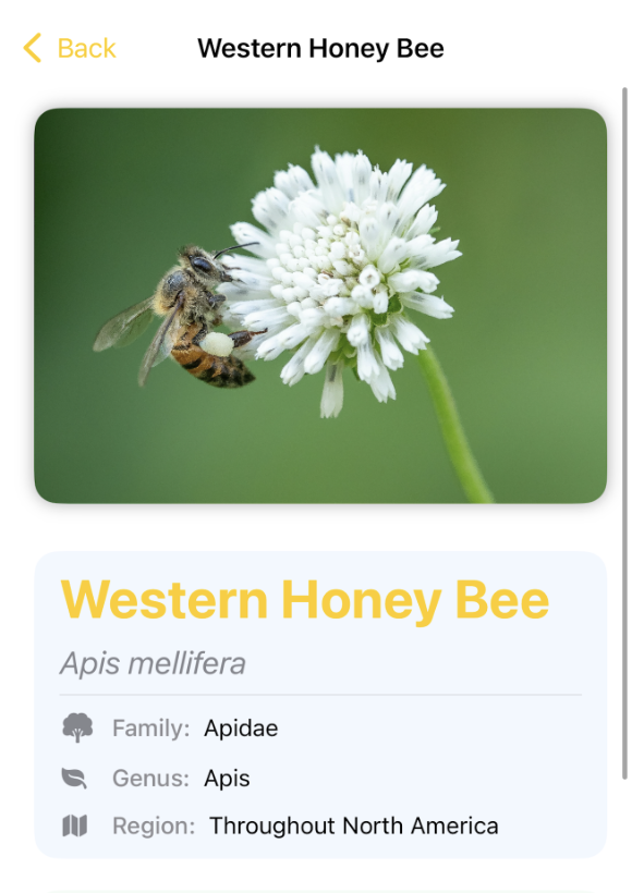 About the honey bee, in-app screenshot